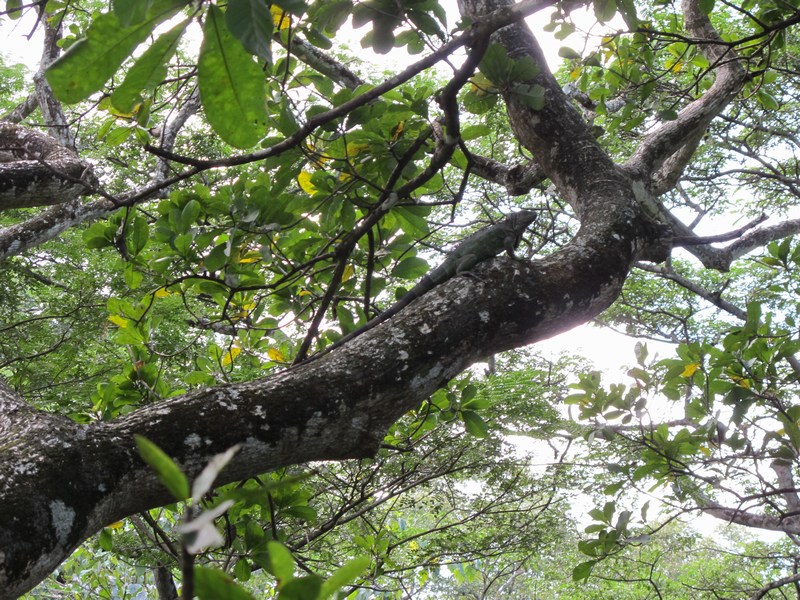 057-costa-rica-zip-lining