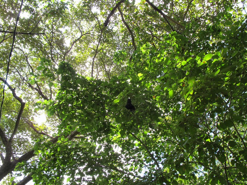 062-costa-rica-zip-lining