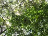 yy-062-costa-rica-zip-lining.jpg